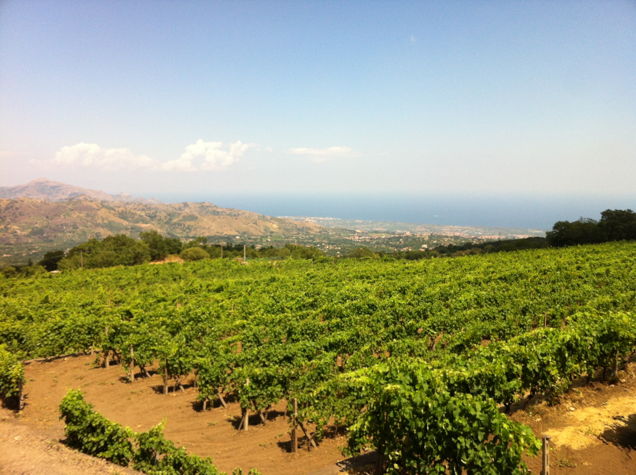 G._Vineyards